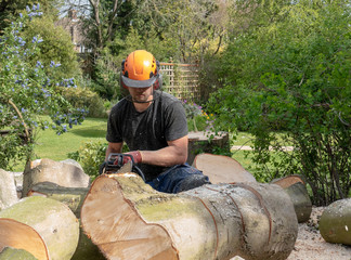A Tree Surgeon or Arborist uses a chainsaw to cut up a felled tree.