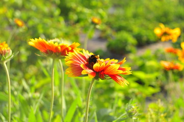flowers in the garden