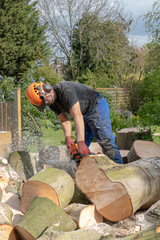 An Arborist or tee surgeon uses a chainsaw to cut up a fallen tree.