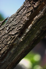 Fototapeta premium bark of a tree in weird angle