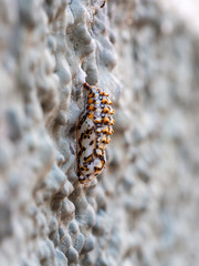 Chrysalis, pupa of Melitaea didyma, the spotted fritillary or red-band fritillary.