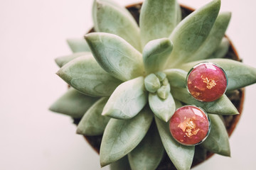 succulents with earrings