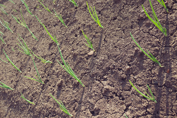 Seedlings onions. Green onions. Sprouts on the ground