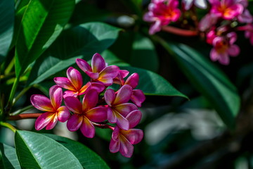 flower shot on Hainan island in China