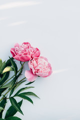 Two pink peonies