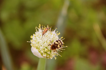 two beetles on an onion flower