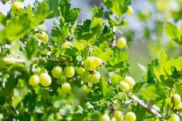 gooseberry Bush with large green leaves and berries