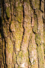 Bark of pine tree. Nature Texture