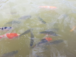 Koi fish in fresh water  creating a complex water wave, Thailand