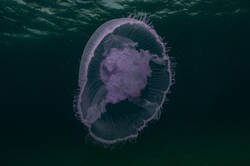 Jelly fish in the Red Sea colorful and beautiful, Eilat Israel