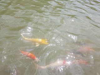 Koi fish in natural fresh water with  reflected sunlight, Thailand 