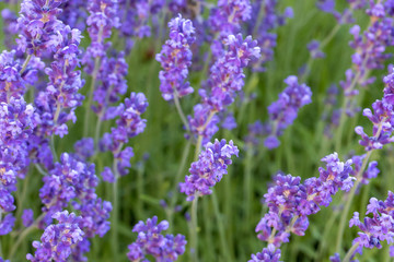 lavande