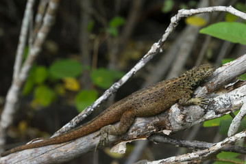 Espanola Lava Lizard (Microlophus delanonis), Punta Sauarez, Espanola, Galapagos.