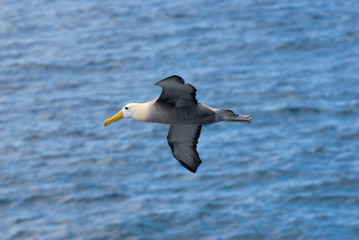 Waved Albatross (Phoebastria irrorata) in Flight