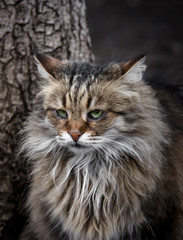 Naklejka na ściany i meble Terrible lonely Siberian cat looks tortured eyes into the camera