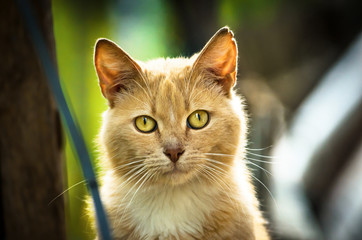 Red cat looking straight into the camera portrait in an improvised house on the street cat