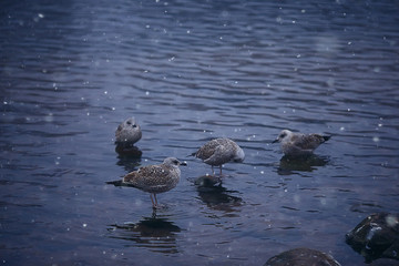 wintering birds / bird flock, winter lake, wild birds on winter lake, seasonal, migratory ducks