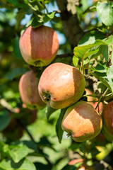 fresh delicious apples on a tree in the garden