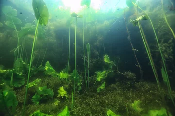 Tuinposter underwater freshwater green landscape / underwater landscape of the lake ecosystem, algae, green water, fresh water © kichigin19