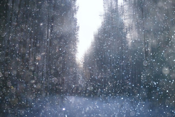 forest snow blurred background / winter landscape snow-covered forest, trees and branches in winter weather