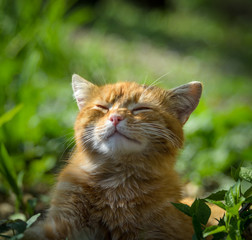 Naklejka na ściany i meble Ginger cat resting blissfully with eyes closed in the rays of the sun