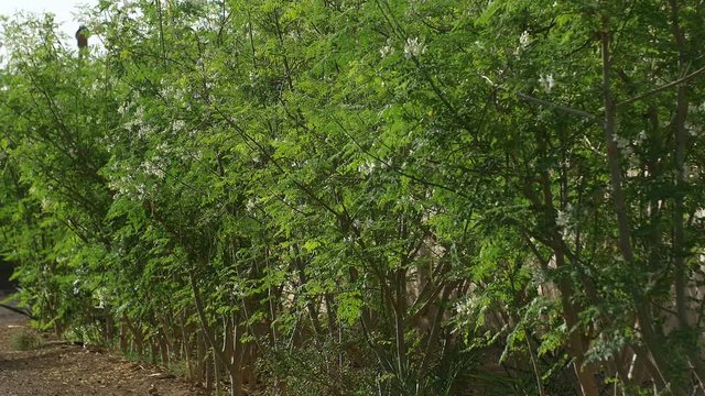 Tall Moringa trees in the wind