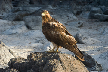 Galapagos Hawk, juvenile (Buteo galapagoensis) sitting on rock