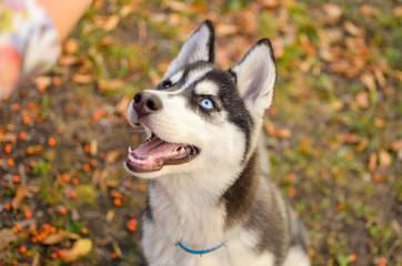Portrait of a husky dog on a background of red leaves with eye heterochromia