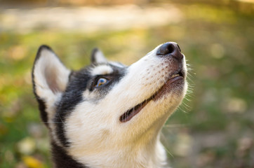 Husky breed dog is training, smiling dog heterochromia