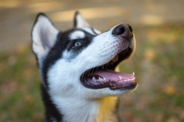 Husky puppy with opened mouth close up autumn photo and leaves