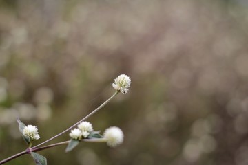 particolare di alcuni piccoli fiori di campo
