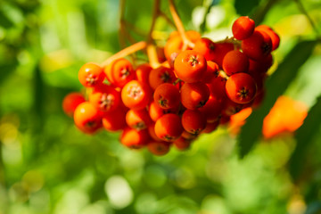 viburnum fruits on the bush in the garden in summer