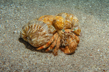 Anemone Carrier Hermit Crab in the Red Sea Colorful and beautiful, Eilat Israel