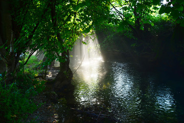 Obraz premium River deep in forest