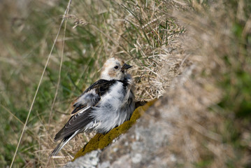 Snow bunting (Plectrophenax invalid) on grass bank, Flatey Island, Iceland.