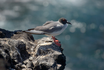 Swallow-tailed Gull (Creagrus furcates), Punta Suarez, Espanola, Galapagos.
