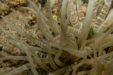 Coral reefs and water plants in the Red Sea, Eilat Israel