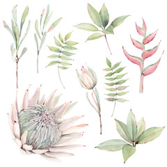 watercolor tropical plants set. watercolor protea