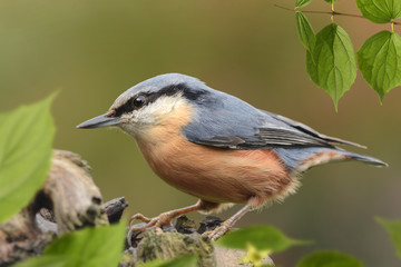 Fototapeta premium Vögel 117