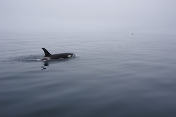 Naklejka premium Daydream, seabird and orca in Shiretoko, Japan 海鳥とシャチ 北海道知床