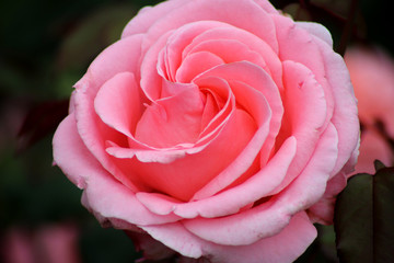 Pink Rose Photo