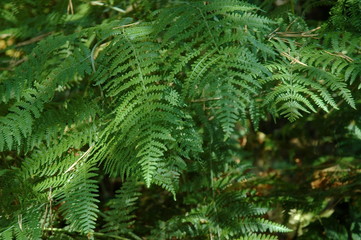 Fototapeta na wymiar Green fern in Plana mountain Bulgaria.