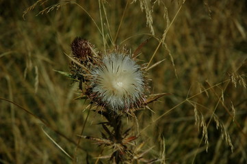 Scotch thistle in autumn at Plana mountain Bulgaria