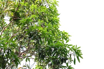 Mango tree with mangoes/Kerala