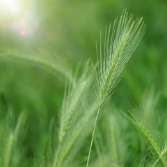 green flower plant in the nature in summer, green background