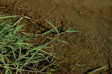 Grassy plants in Plana mountain Bulgaria