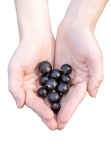 A handful of ripe black currant berries in female palm against the background of a green grass.