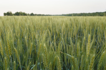 Green wheat field surrounded by the trees