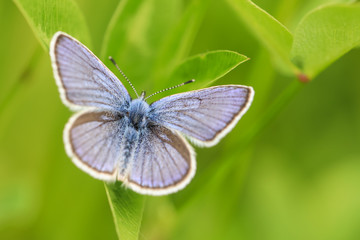 Papillon avec de belle couleur