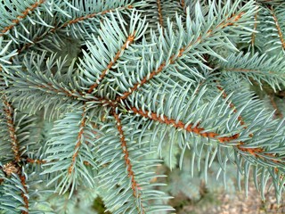 fir tree close up